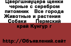 Цвергшнауцера щенки черные с серебром питомник - Все города Животные и растения » Собаки   . Пермский край,Кунгур г.